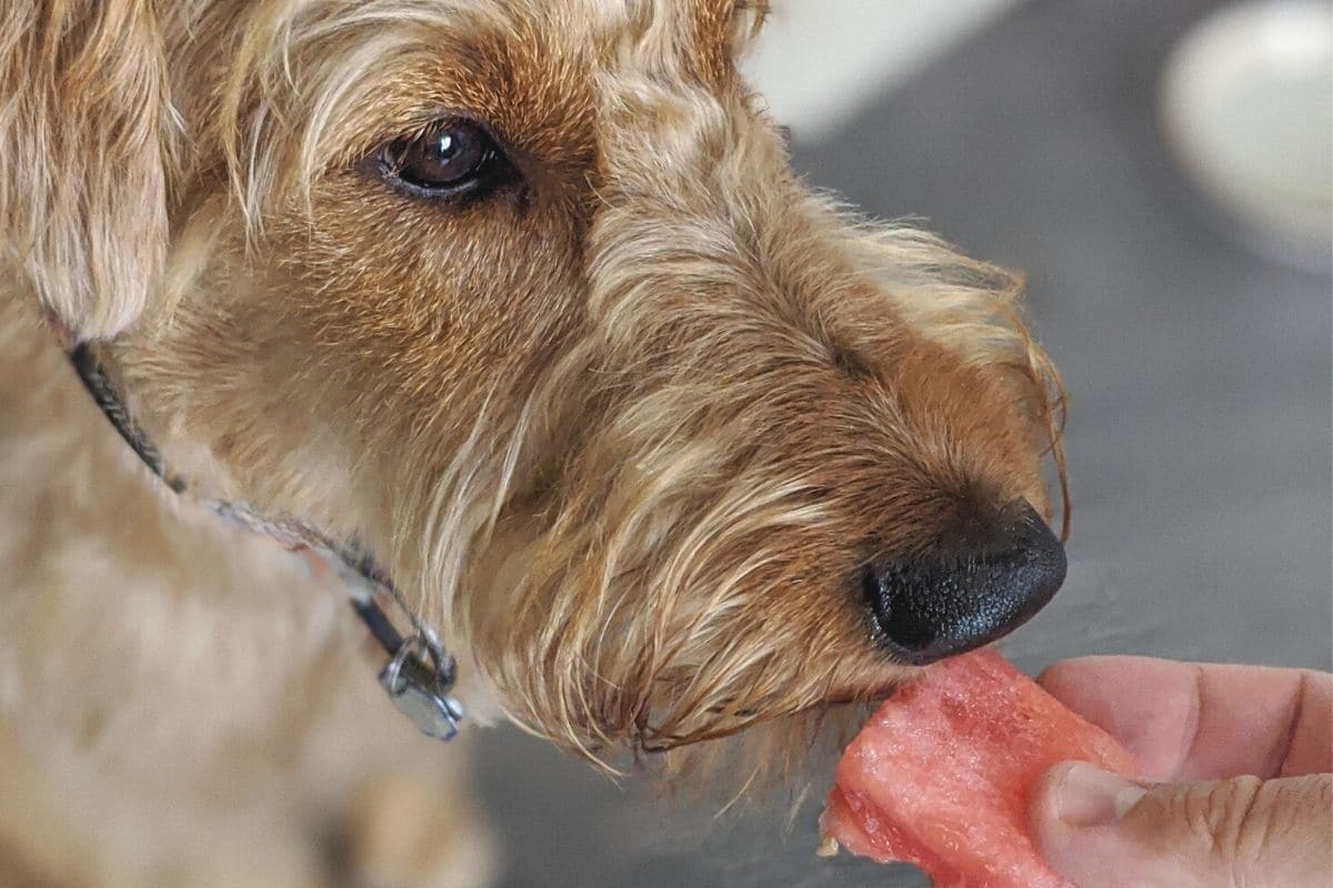 Hund mit Wassermelone füttern