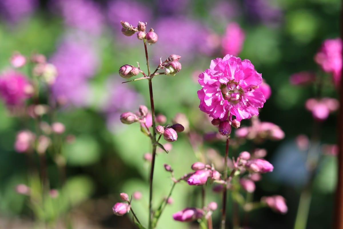 Begleitpflanze für Lavendel - Gefüllte Pechnelke 'Plena'
