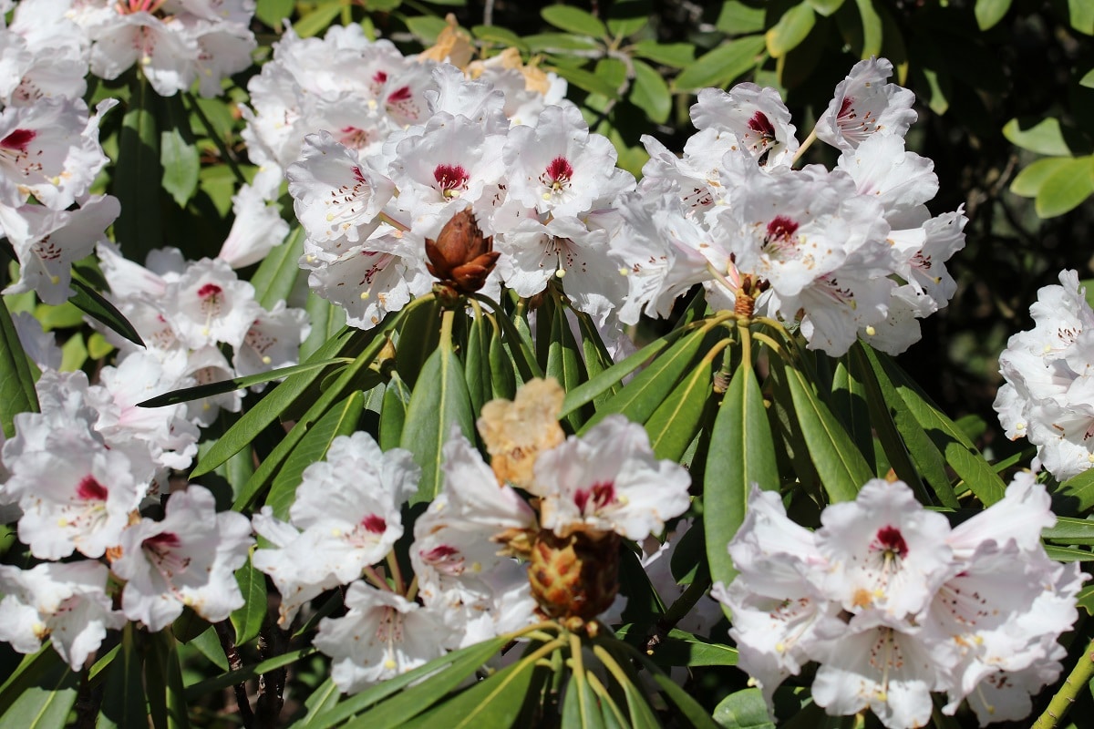 Rhododendron - Calophytum