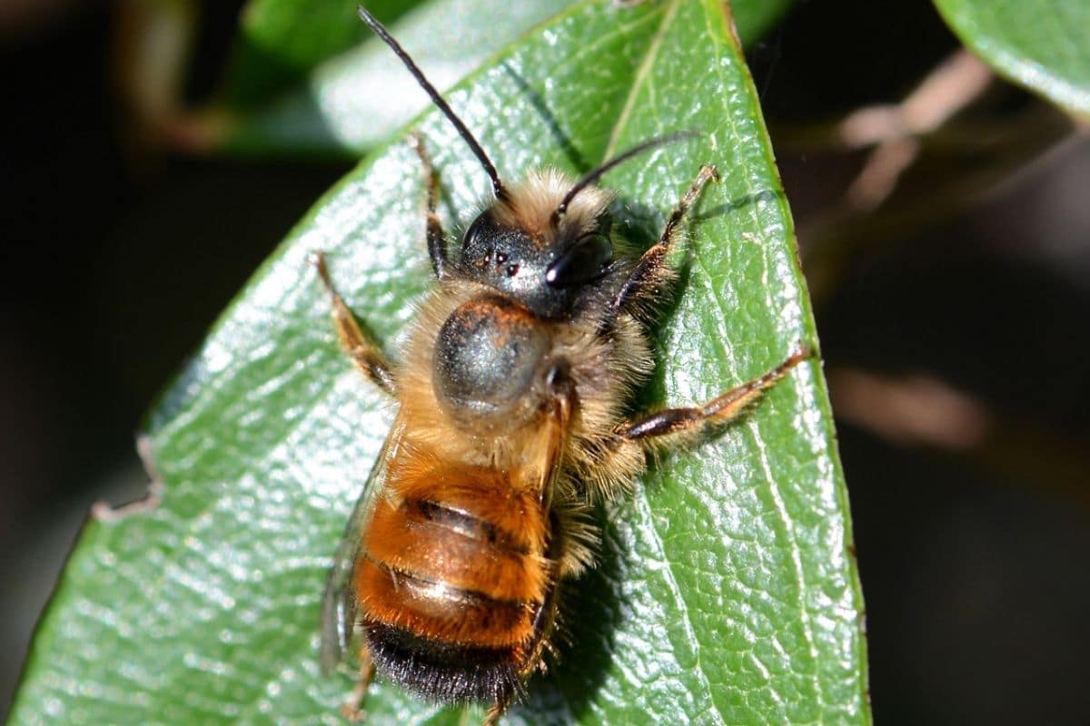 Bienen mit Rüssel - Rostrote Mauerbiene