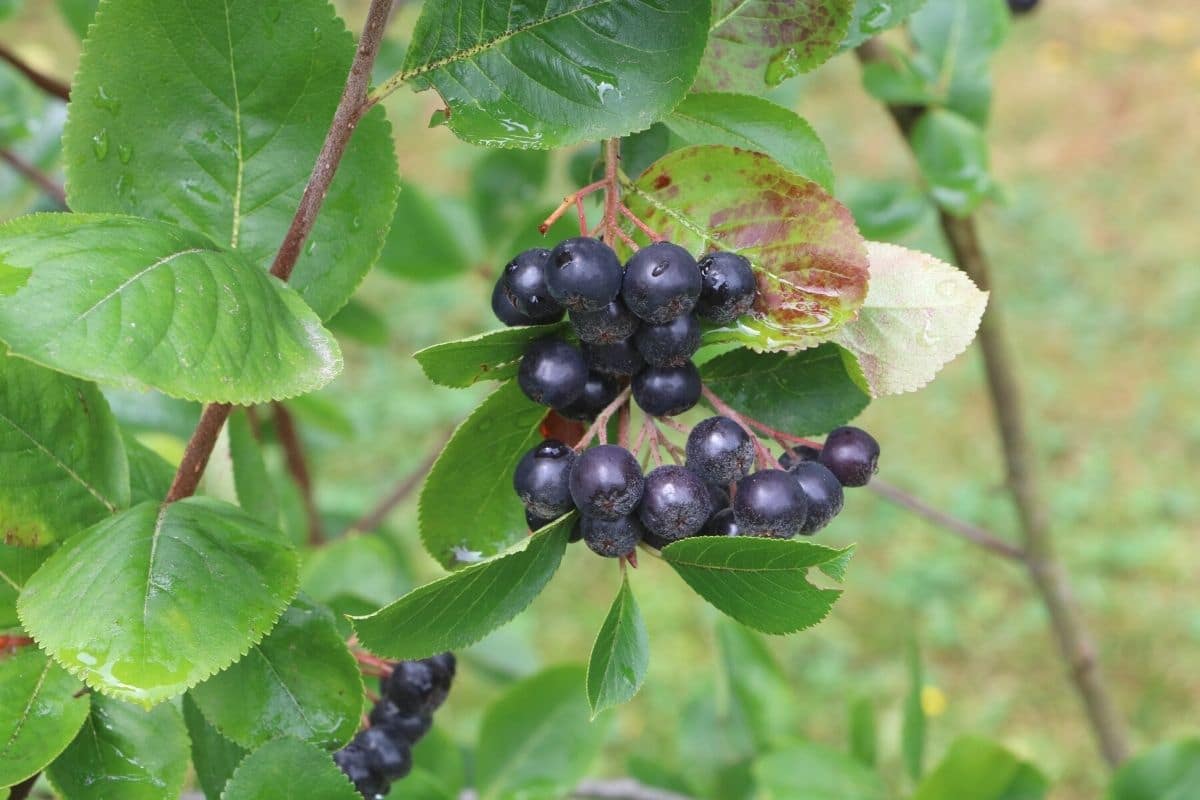 Schwarze Apfelbeere - Aronia melanocarpa