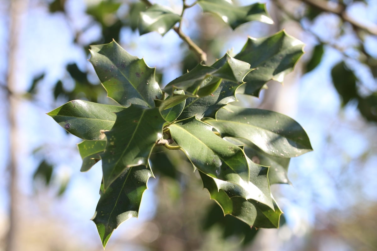 Stechpalme - Ilex aquifolium