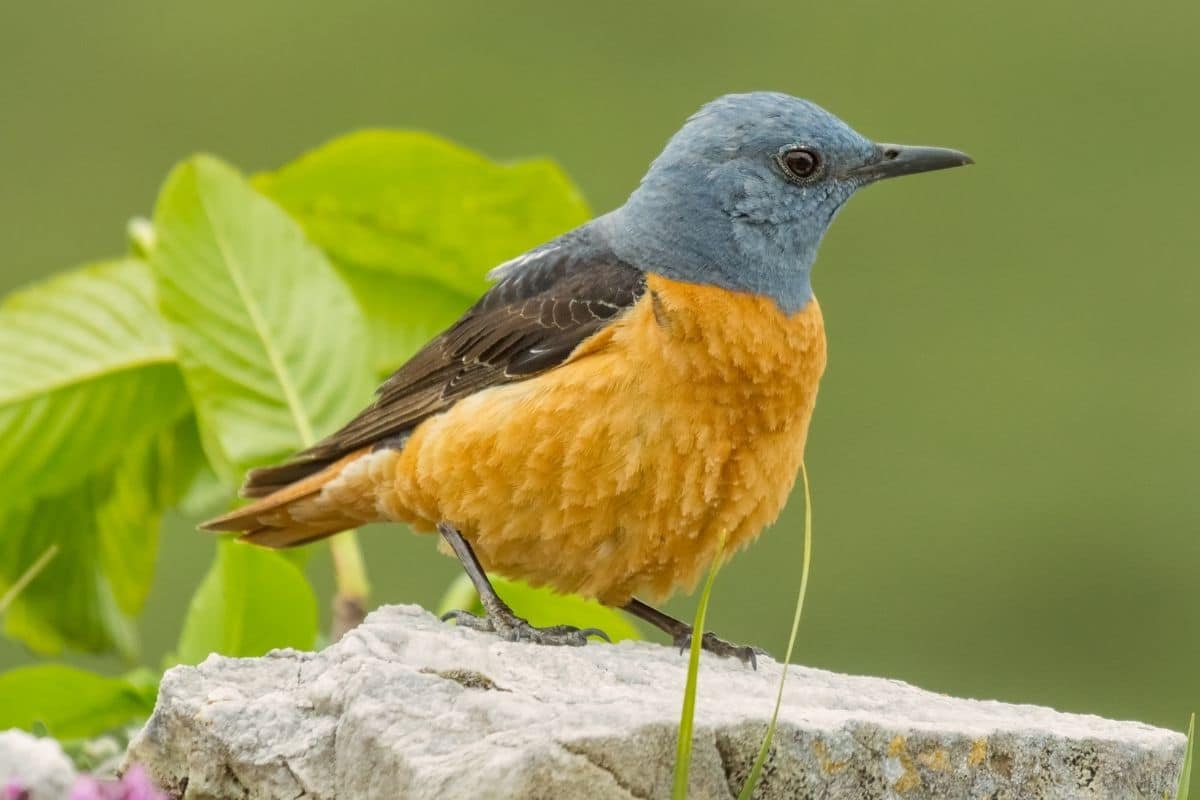 Vogel mit oranger Brust - Steinrötel