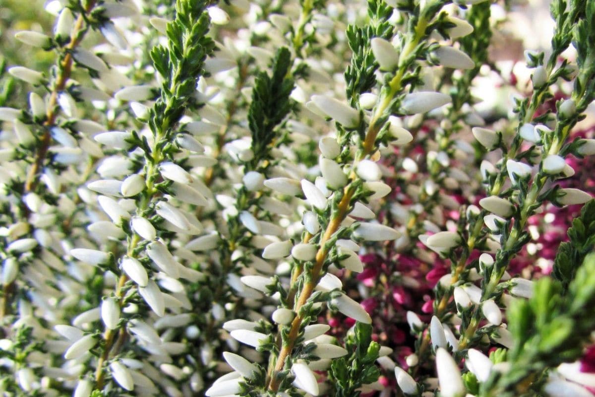 Besenheide mit weißen Blüten - Calluna vulgaris