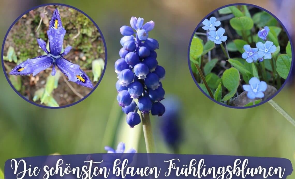 Blaue Frühlingsblumen