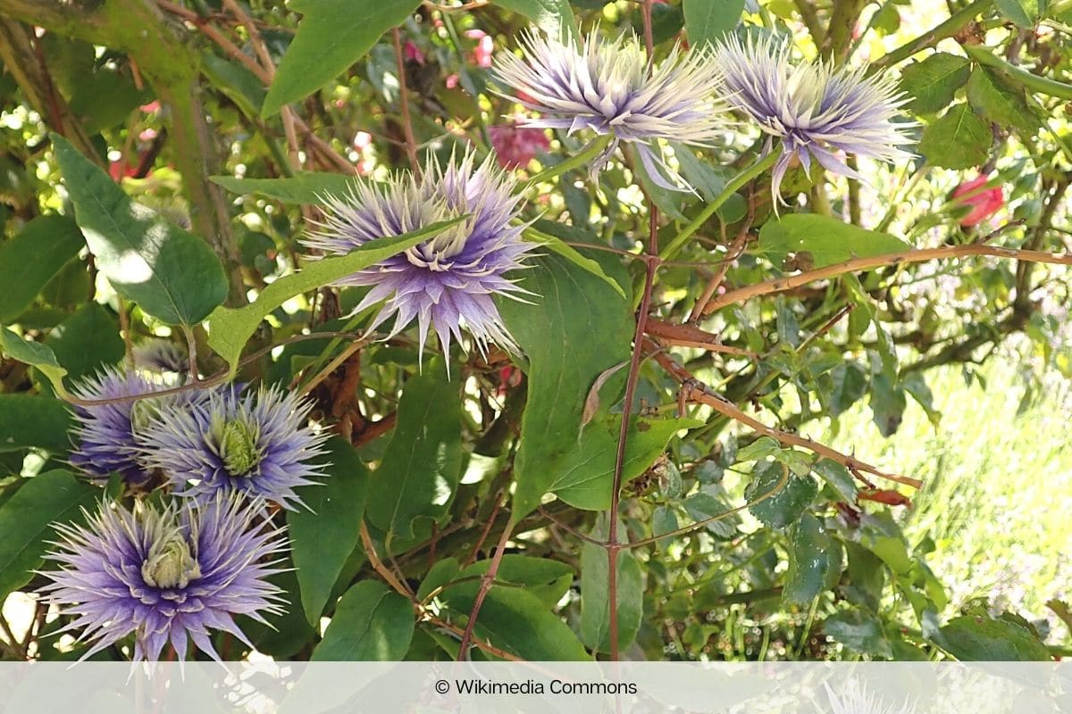 Blaue Frühlingsblumen - Clematis 'Multi Blue'