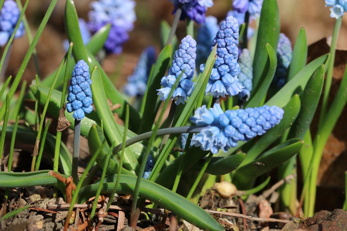Blaue Frühlingsblumen - Traubenhyazinthe