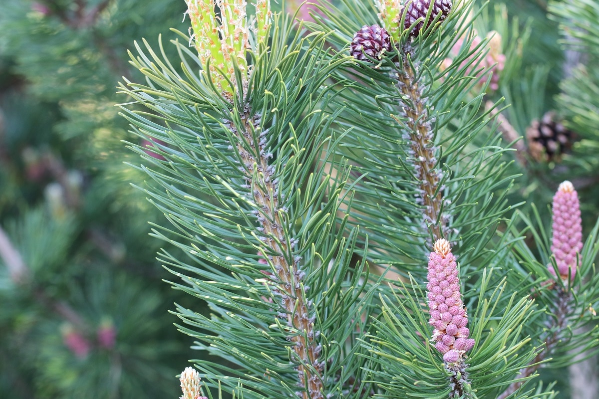 Bergkiefer - Pinus mugo