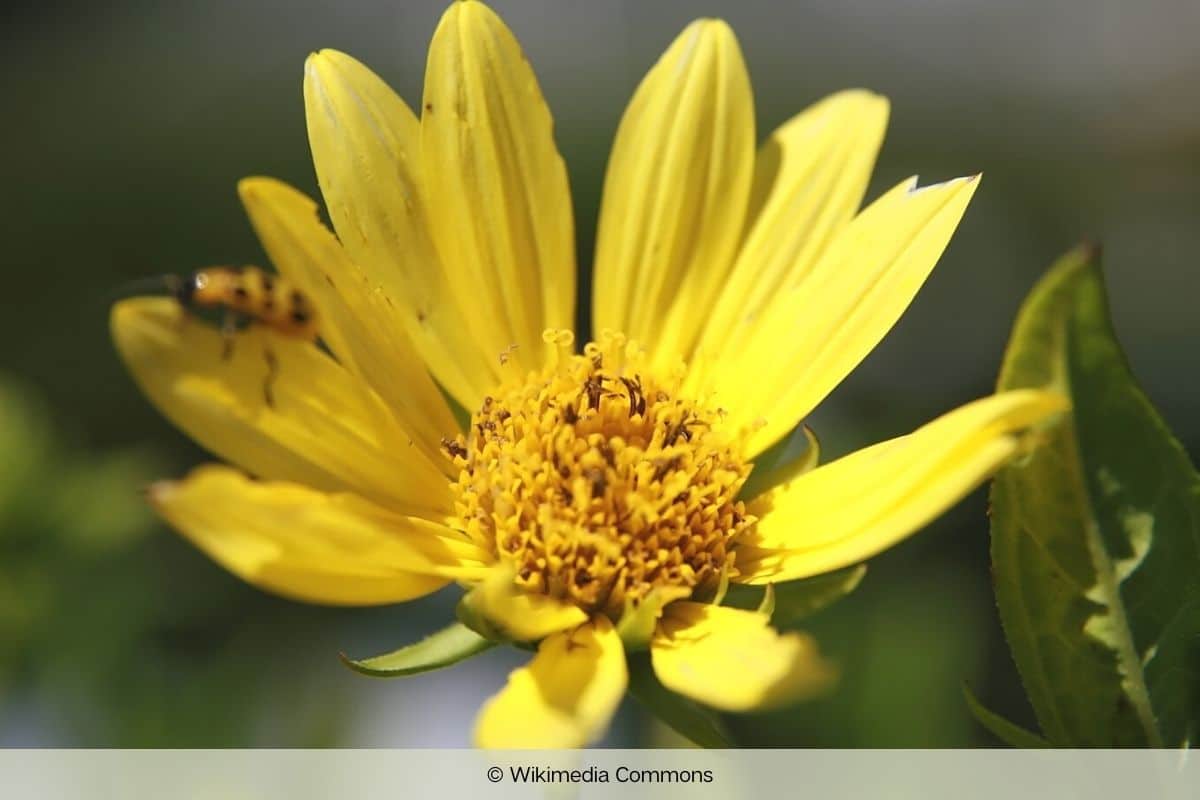 Kleinblumige Sonnenblume - Helianthus microcephalus