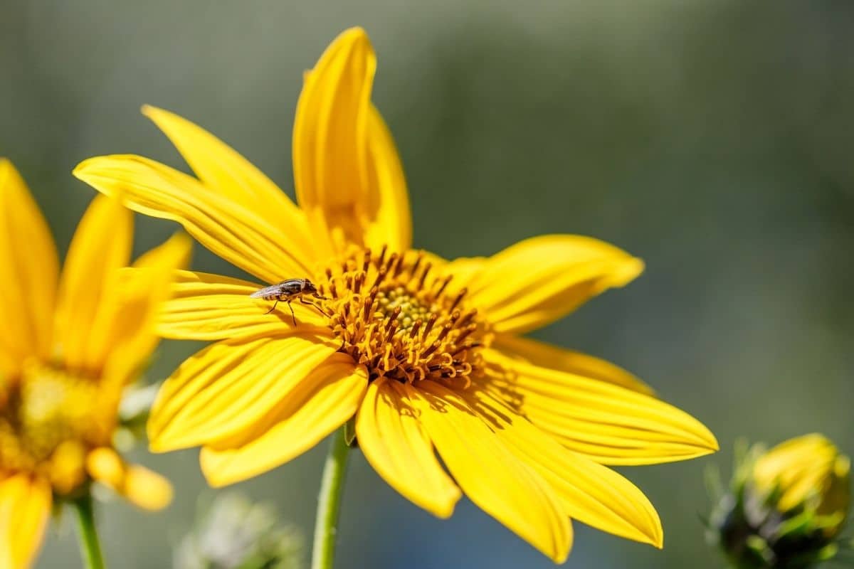 Mehrjährige Sonnenblume - Helianthus atrorubens