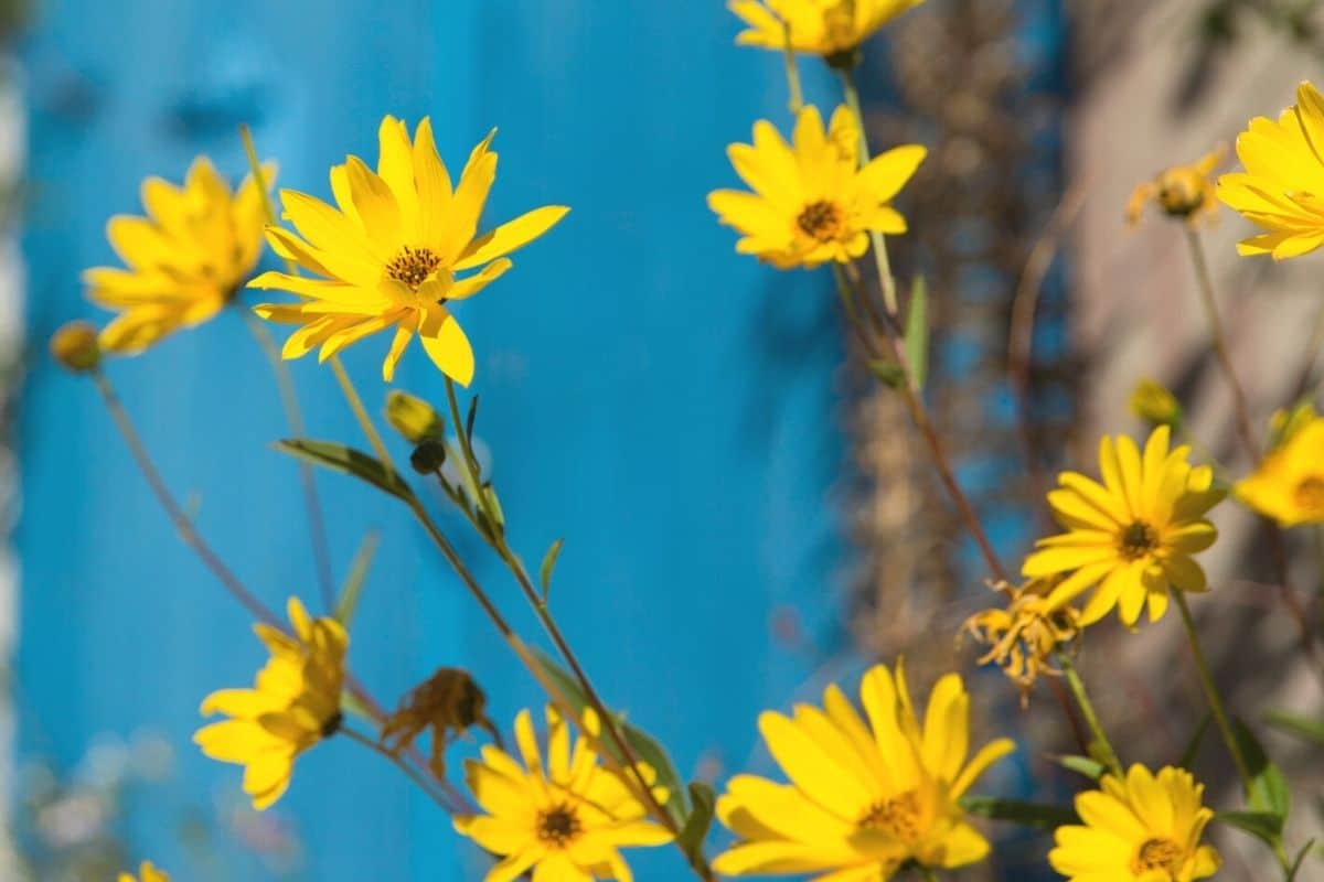 Weidenblättrige Sonnenblume - Helianthus salicifolius