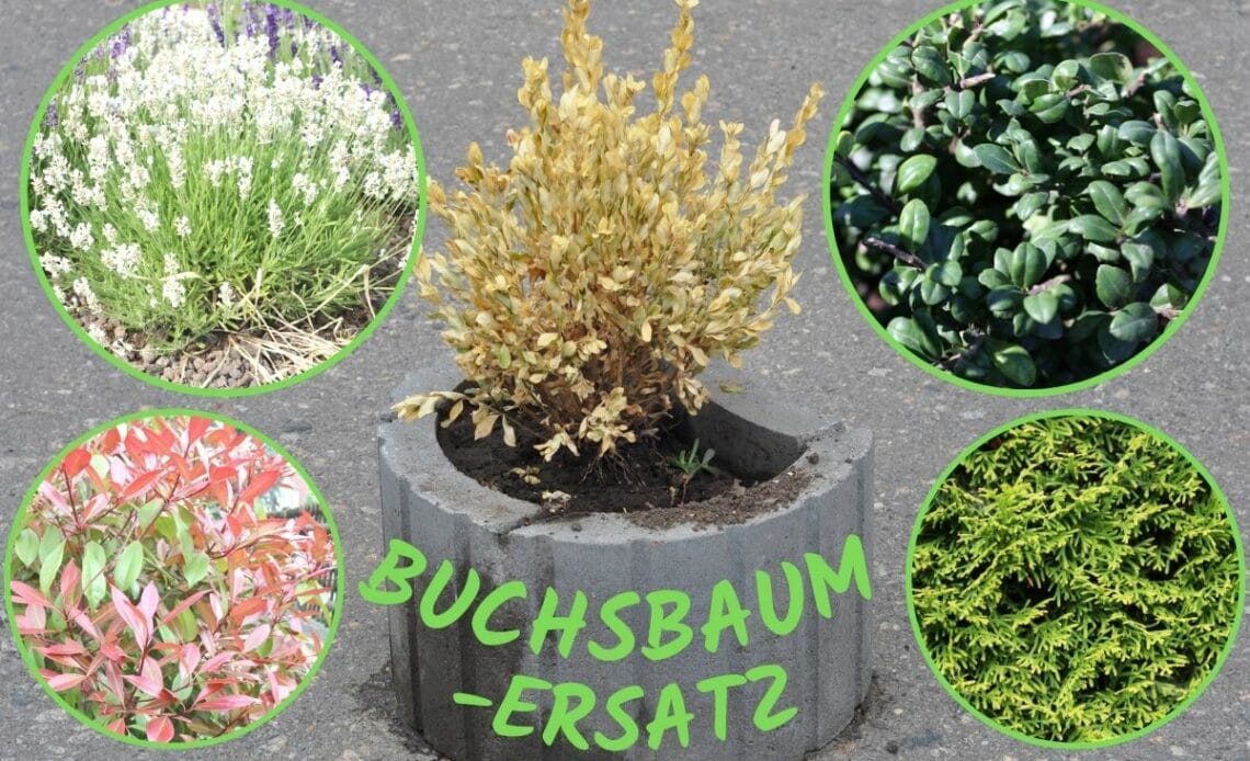Buchsbaum-Ersatz
