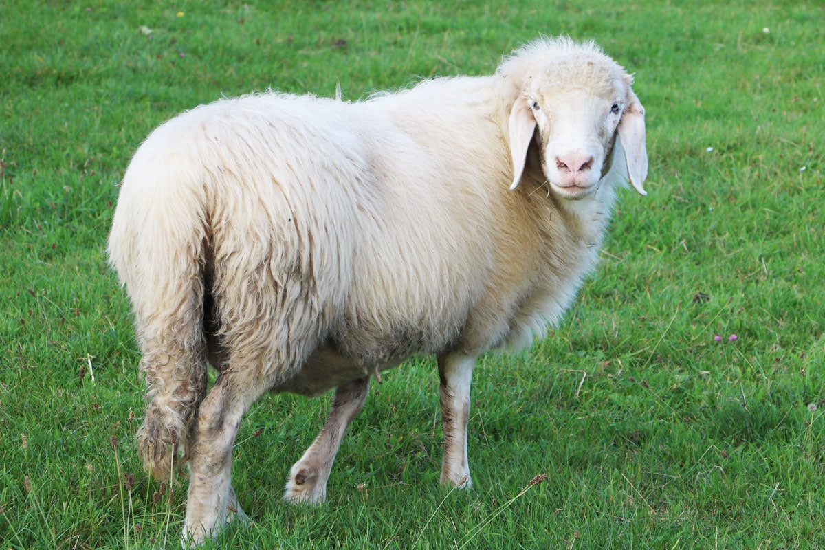 Schafwolle gegen Schnecken im Hochbeet - Schaf