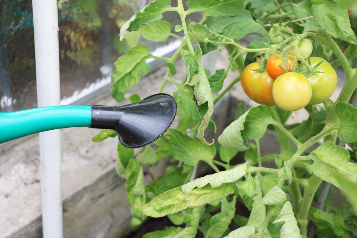 Tomaten gießen