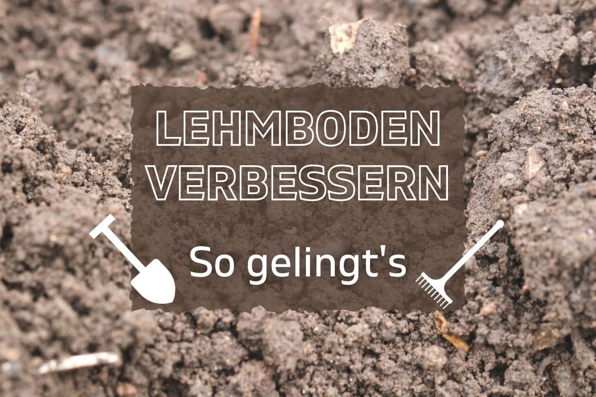 Lehmigen Boden verbessern und durchlässiger machen - Gartenlexikon.de