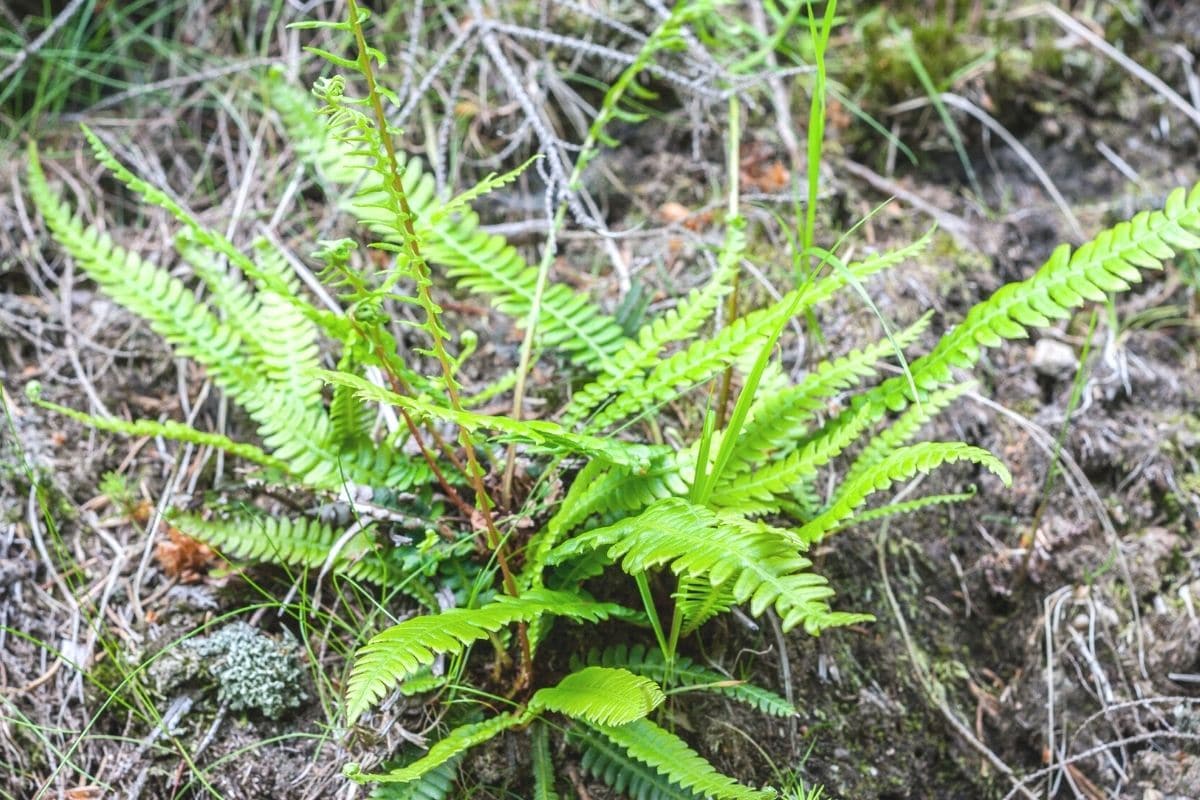 Tüpfelfarn (Polypodium vulgare)
