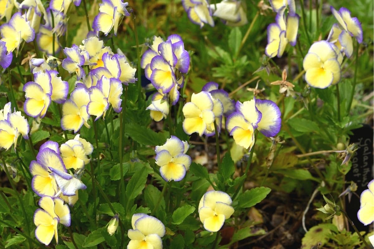 Hornveilchen 'Etain' (Viola cornuta)