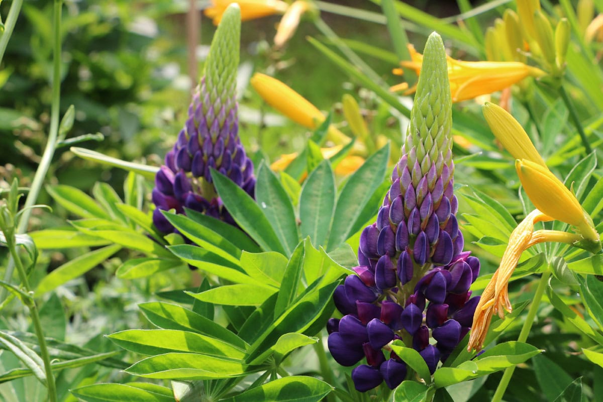Lupine 'Camelot Blue' (Lupinus)
