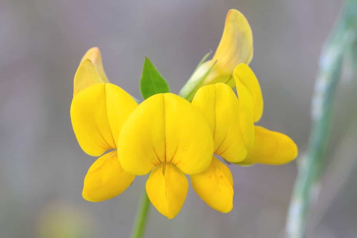 Gemeiner Hornklee (Lotus corniculatus)
