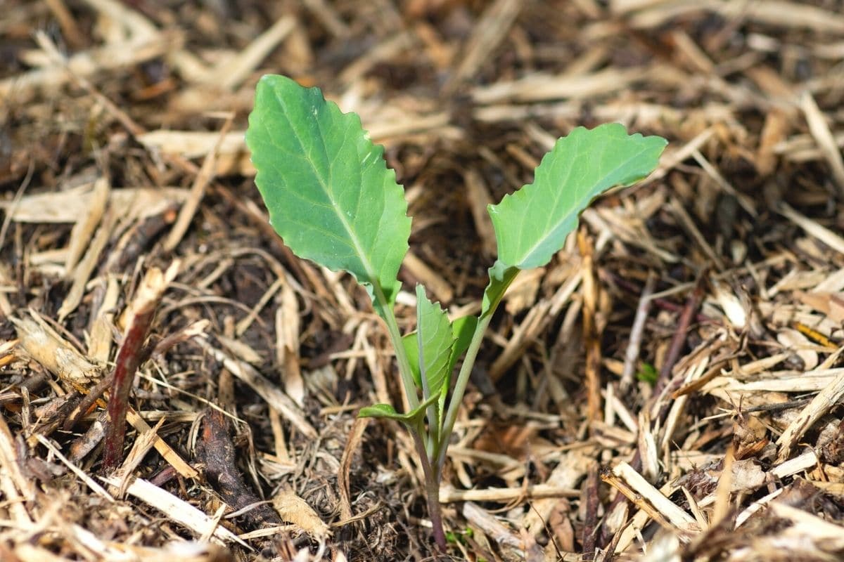Kohlrabi-Jungpflanze im Beet mit Mulchschicht aus Stroh