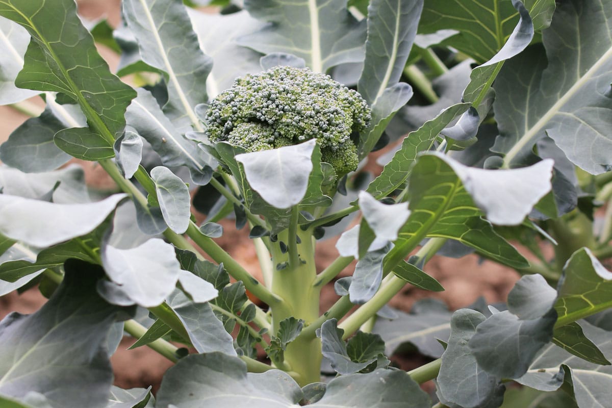 Brokkoli (Brassica oleracea var. italica)