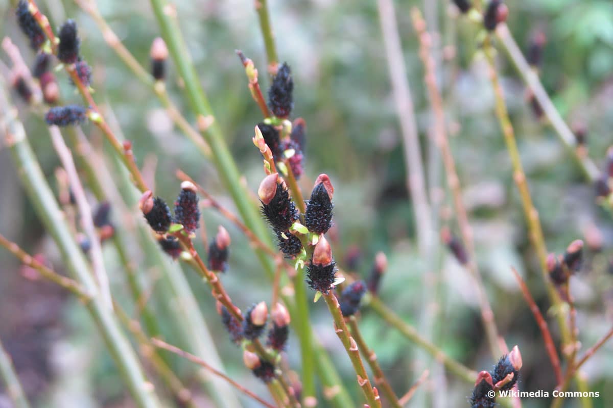 Schwarze Kätzchenweide (Salix melanostachys)