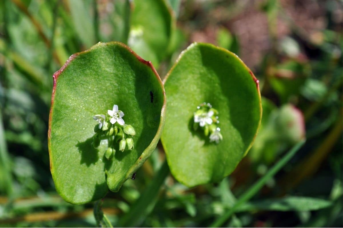Winterportulak (Claytonia perfoliata)