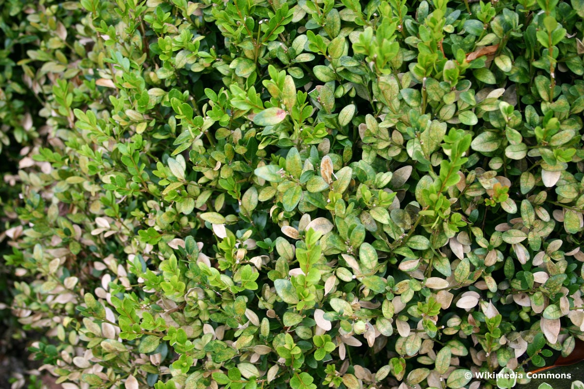 Schadbild der Buchsbaum-Spinnmilbe (Eurytetranychus buxi) am Buchsbaum