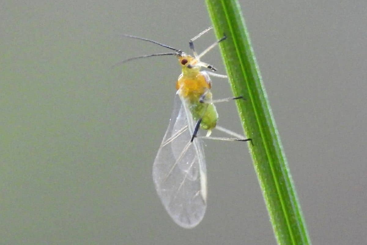 Grüne Pfirsichblattlaus (Myzus persicae)