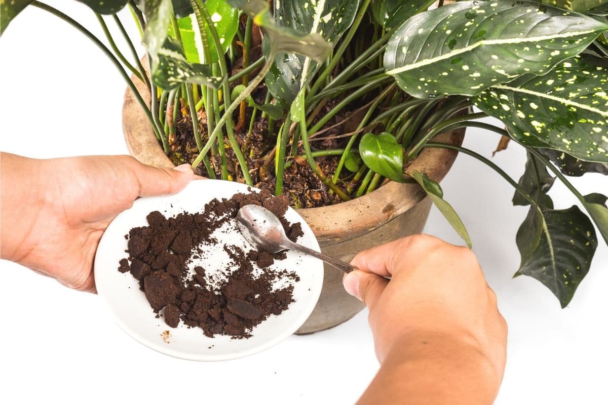 Zimmerpflanze mit Kaffeesatz düngen