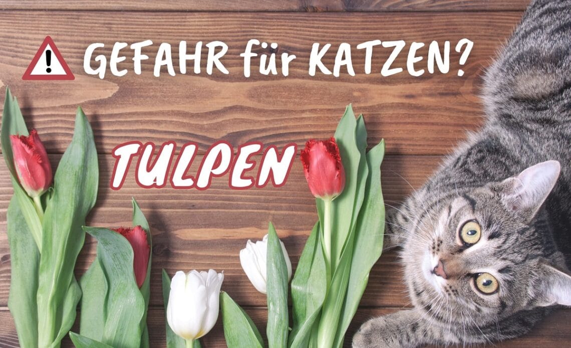 Sind Tulpen giftig für Katzen - Katze mit Tulpen auf dem Tisch