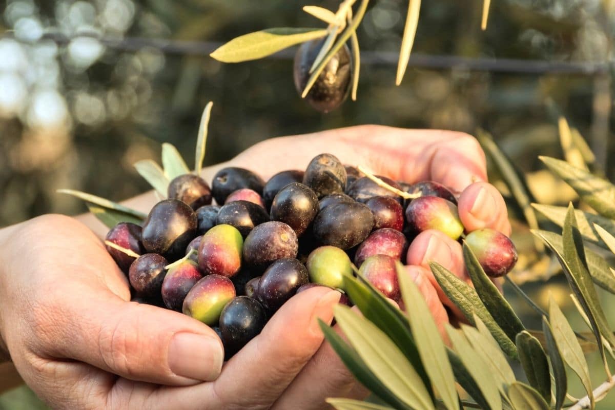 Hände voller Oliven bei Olivenernte