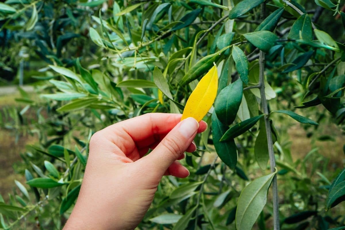 Hand entfernt gelbes Blatt von Olivenbaum