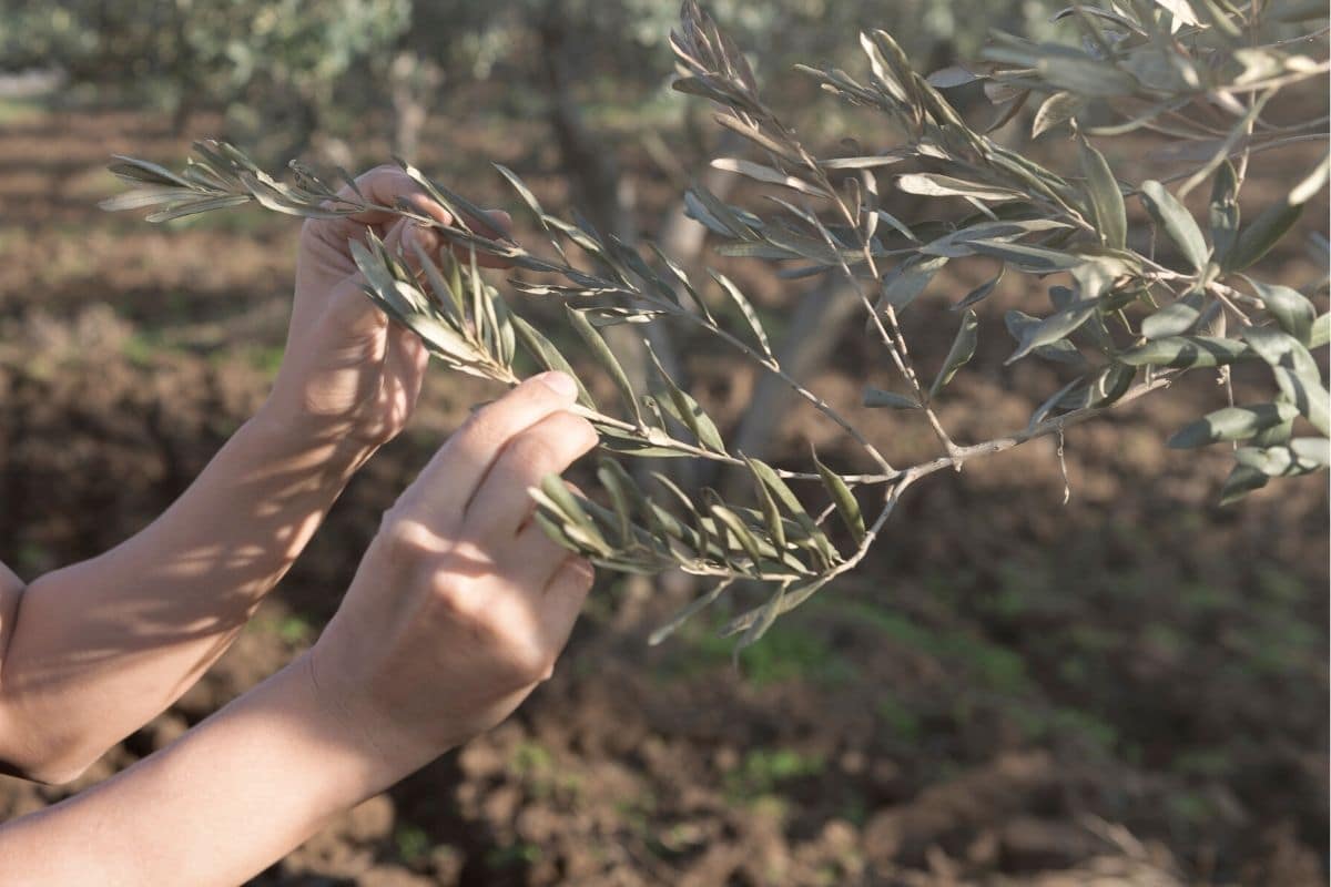 Frauenhände kontrollieren Zweige und Blätter des Olivenbaums auf Schädlingsbefall