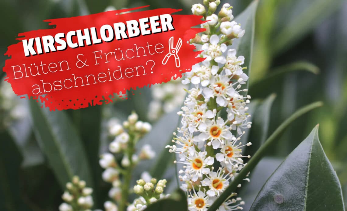 Kirschlorbeer-Blüte