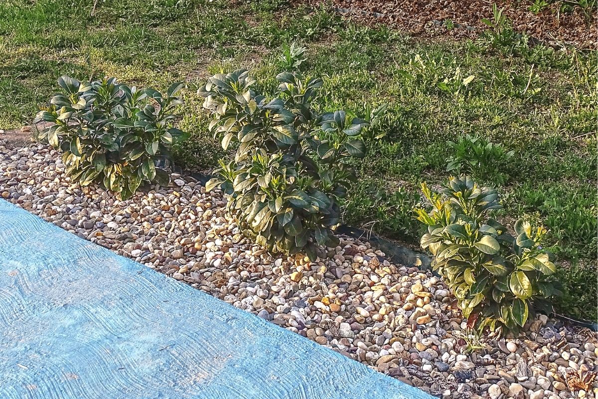 Frisch gepflanzter Kirschlorbeer