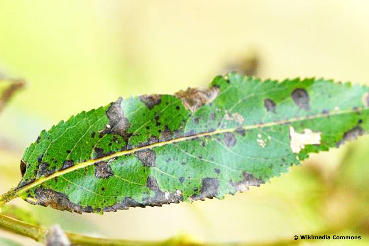 Krankheiten an Harlekinweide - Weidenschorf (Venturia saliciperda)