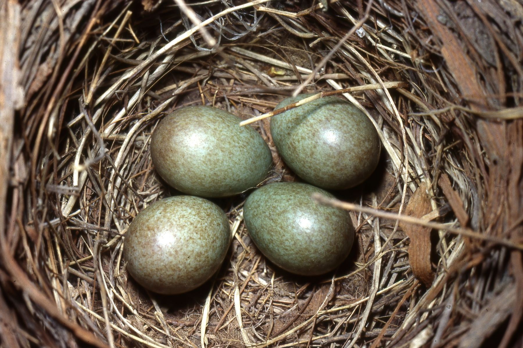 Eier der Amsel (Turdus merula)