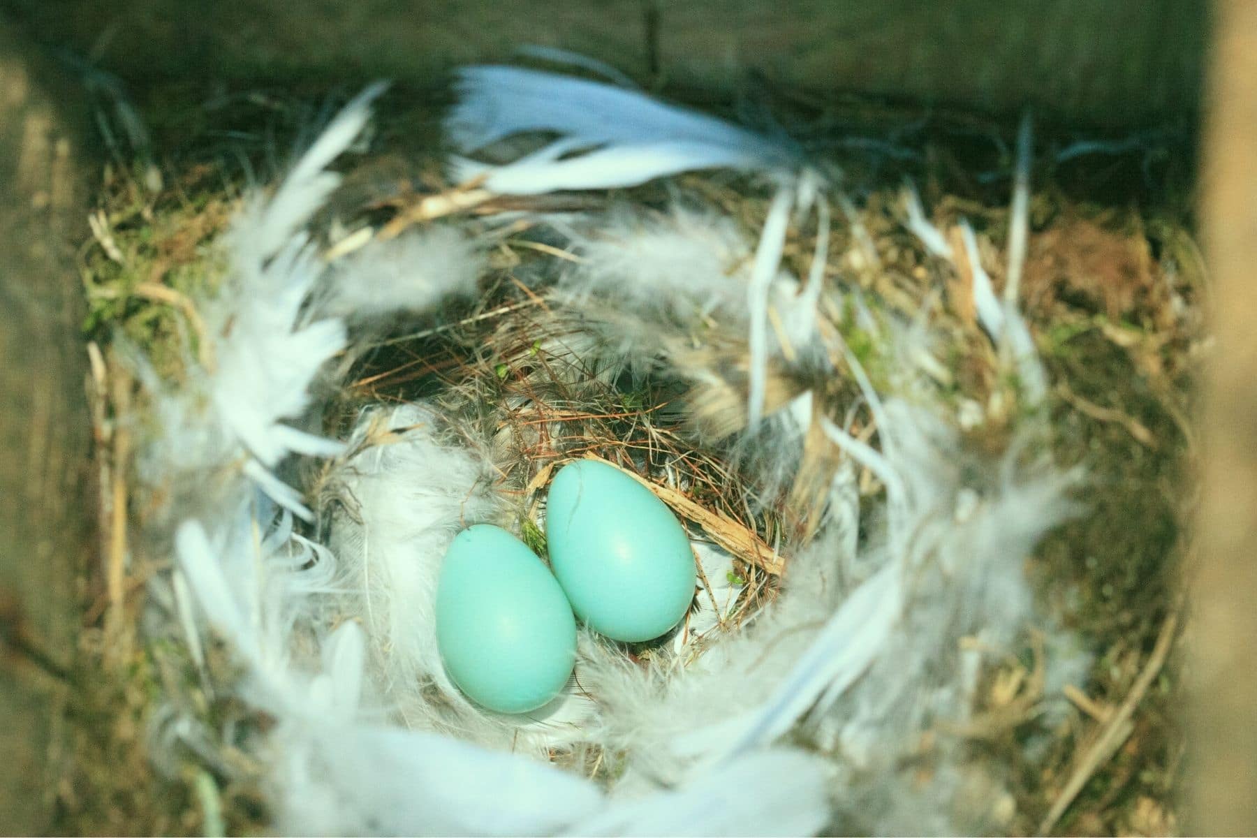 Eier des Gartenrotschwanzes (Phoenicurus phoenicurus) im Nest