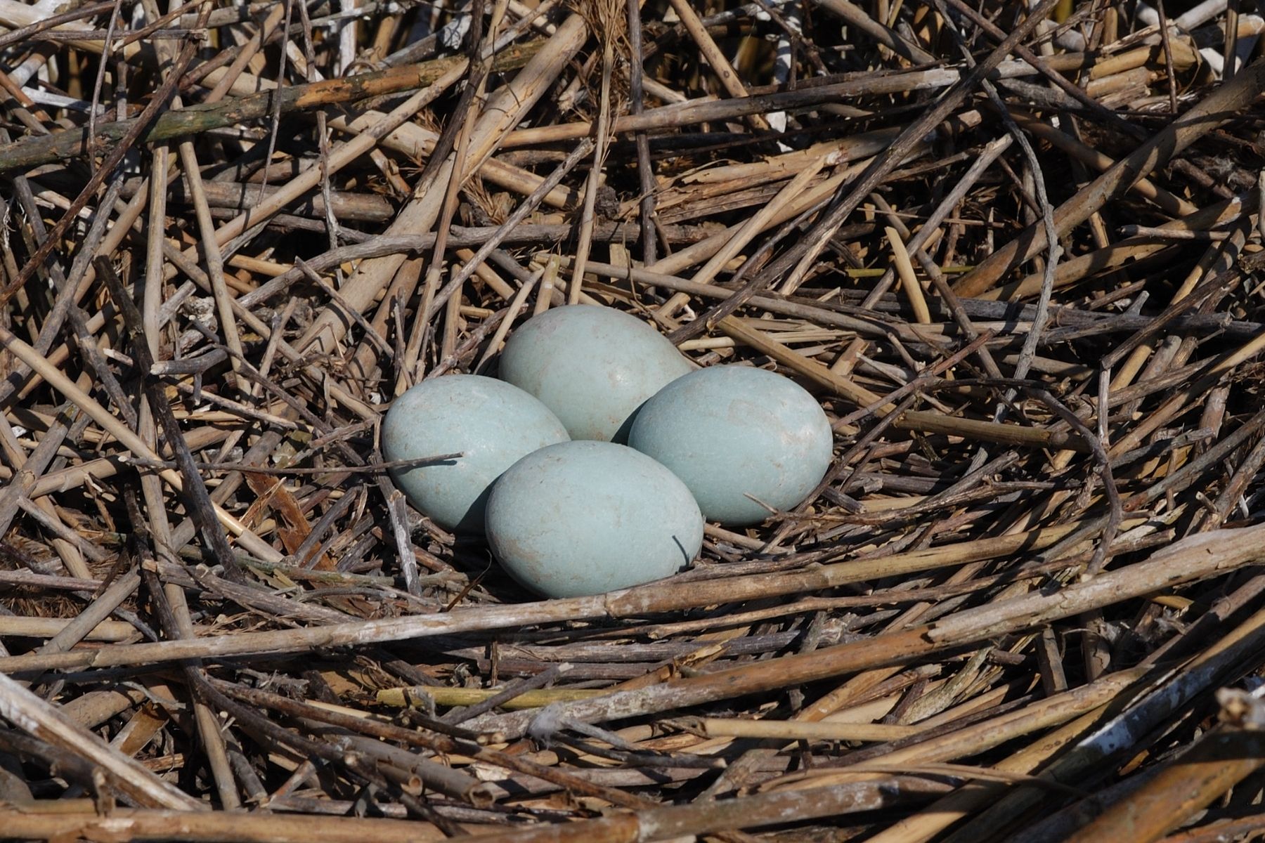 Eier des Graureihers (Ardea cinerea) im Nest