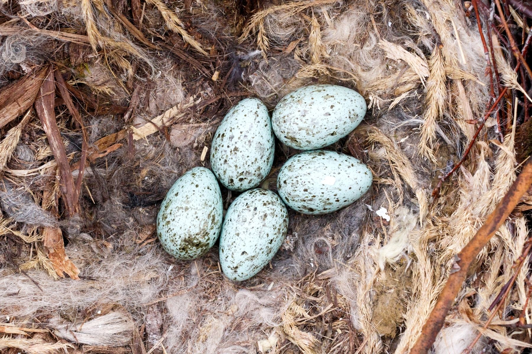 Eier des Kolkraben (Corvus corax) im Nest