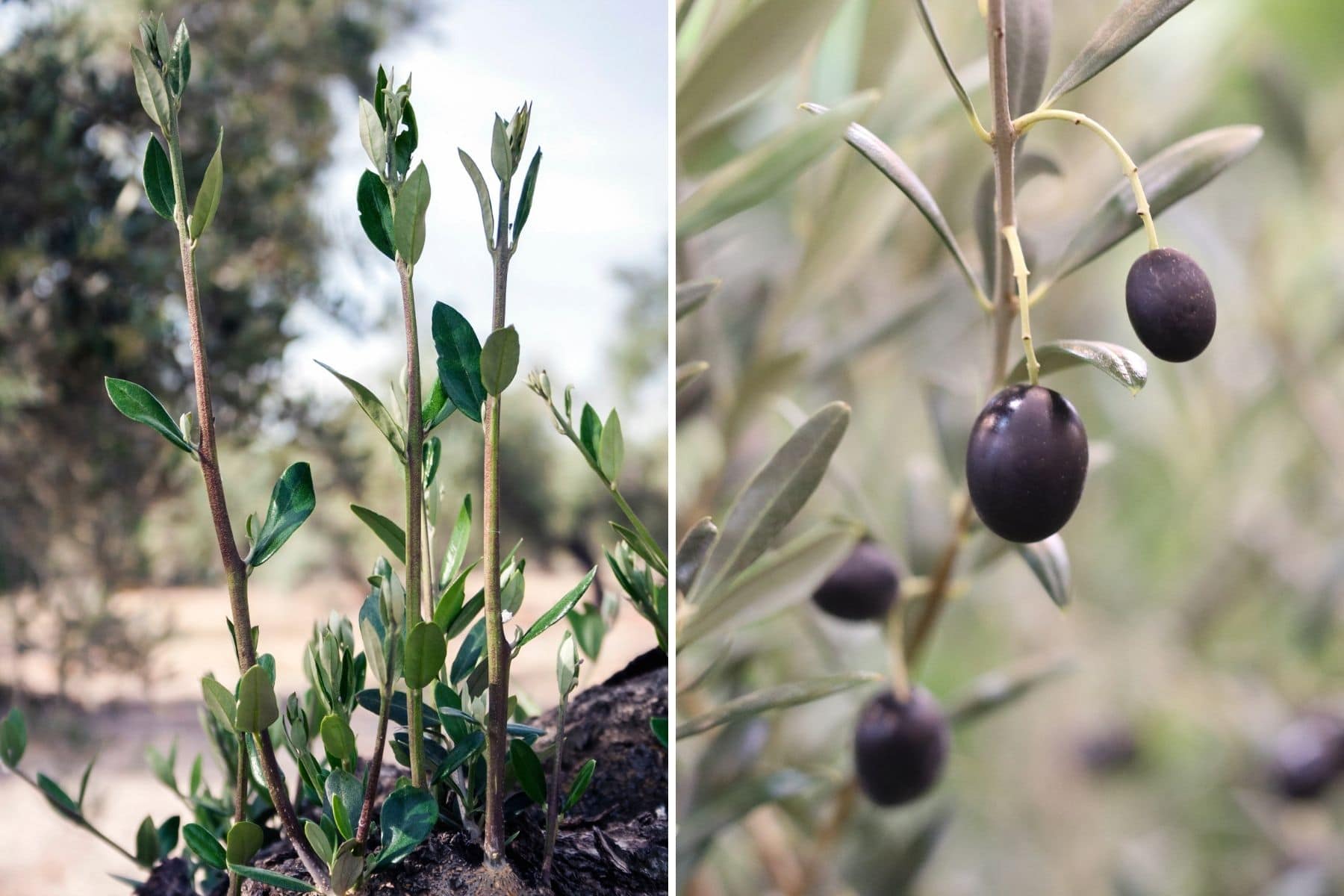 Olivenbaum mit Wassertrieben (links) und Früchten (links)