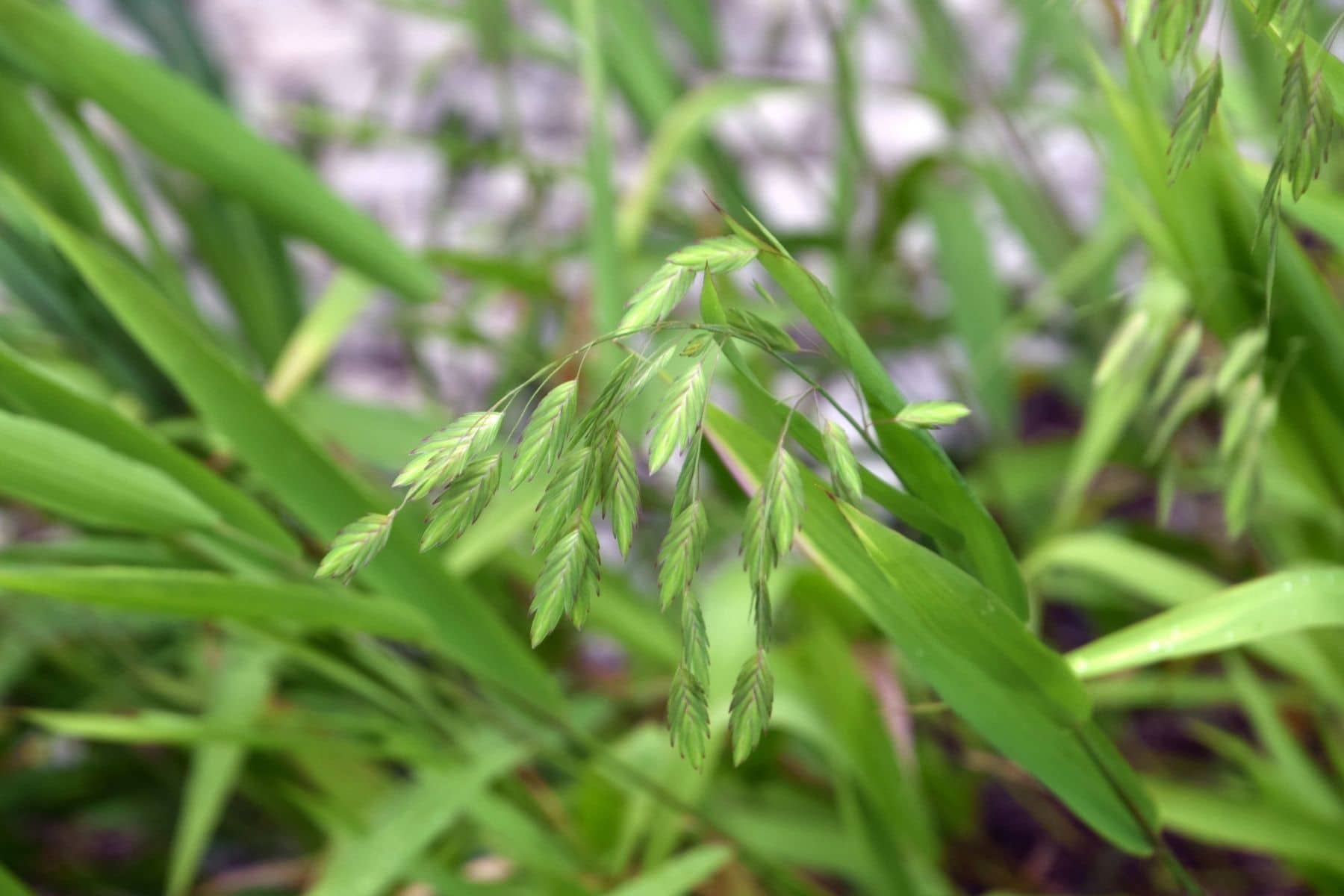 Plattähren-Gras (Chasmanthium latifolium)