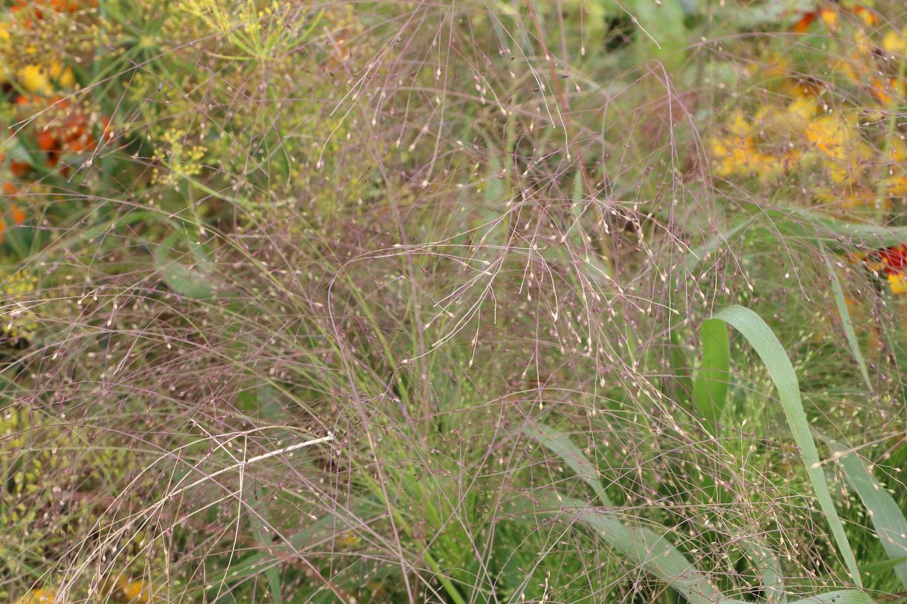 Rutenhirse (Panicum virgatum)