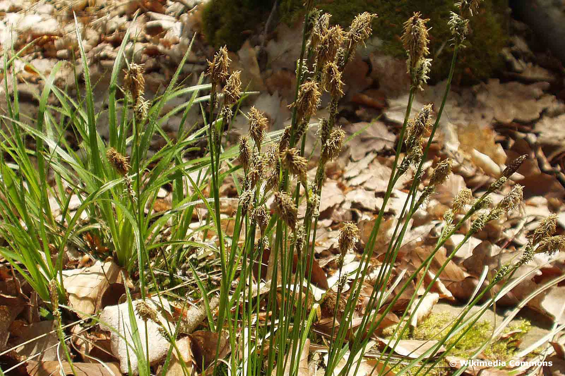 Schatten-Segge (Carex umbrosa)