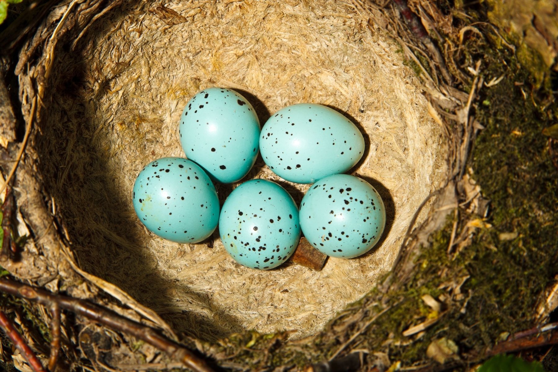 Eier der Singdrossel (Turdus philomelos)