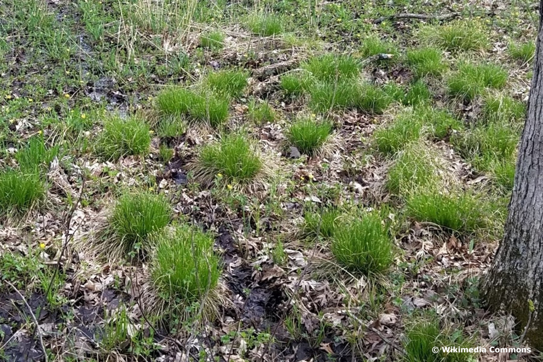 Trespen-Segge (Carex bromoides)