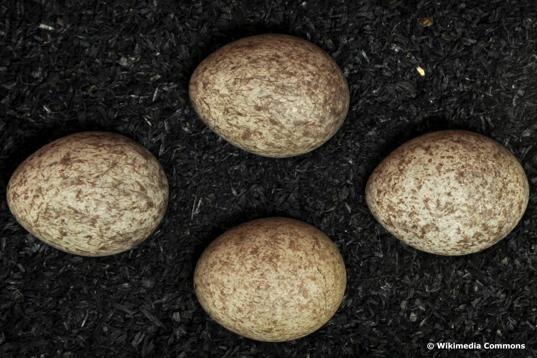 Eier des Baumpiepers (Anthus trivialis)