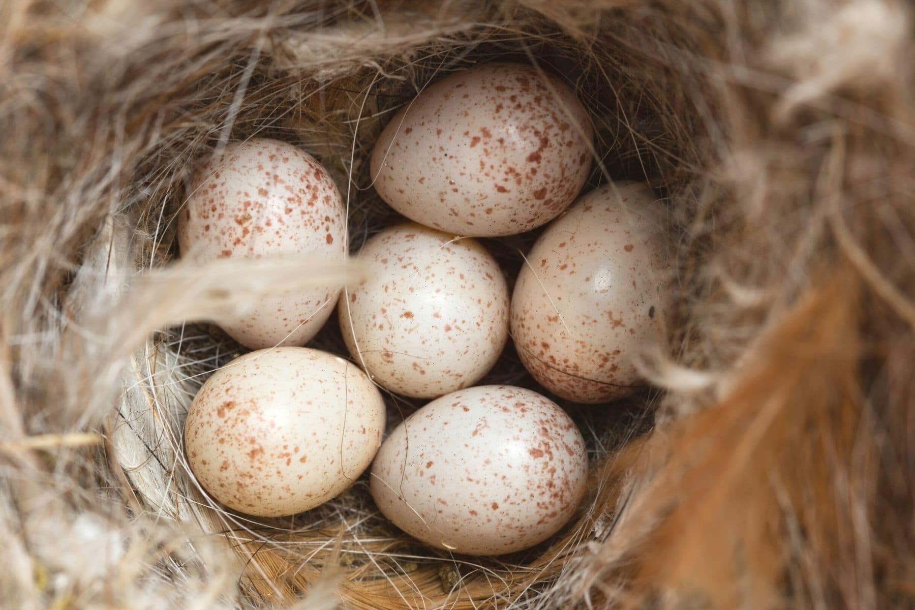 Nest der Blaumeisen mit Eiern