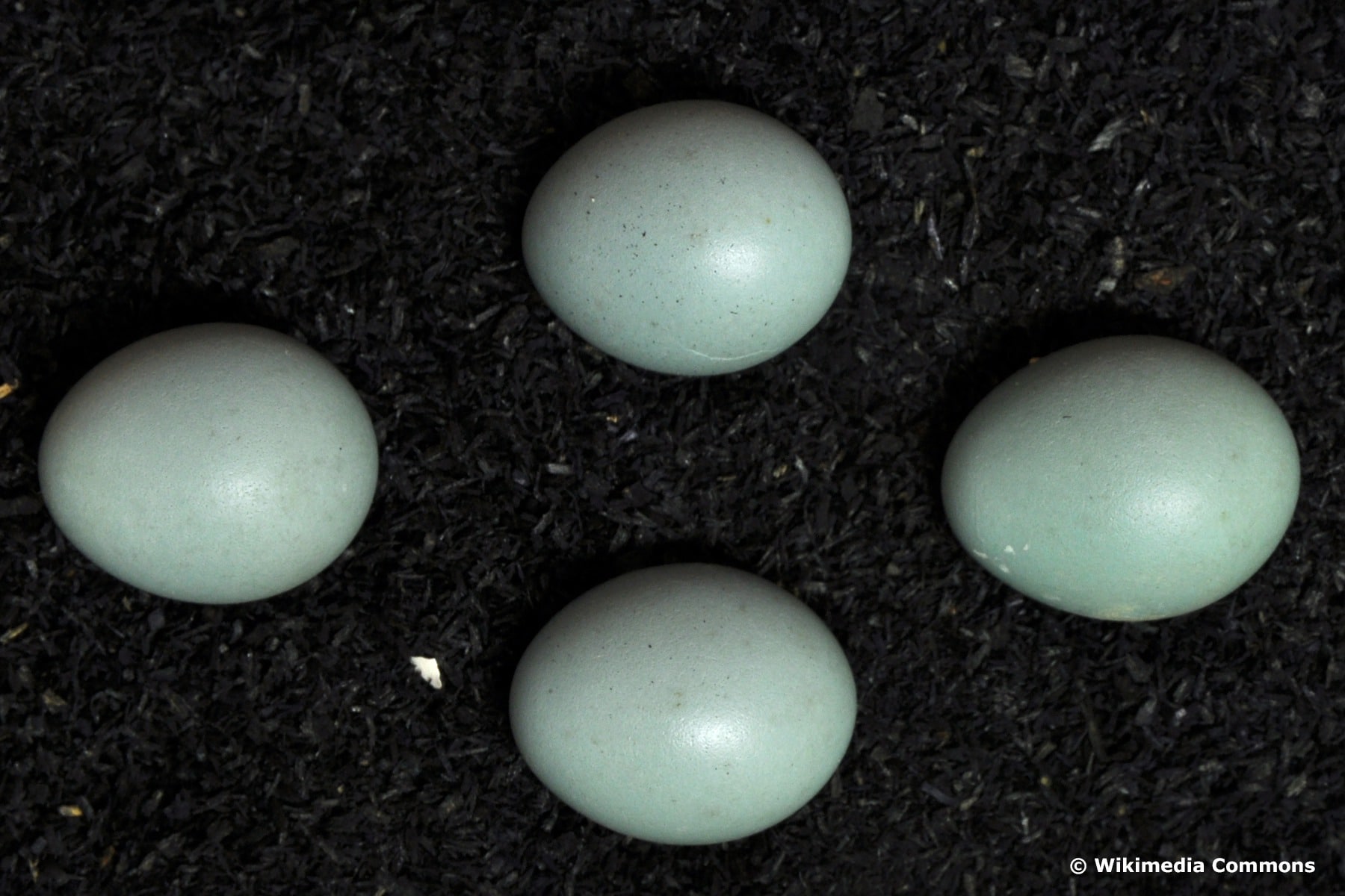 Eier des Braunkehlchens (Saxicola rubetra)